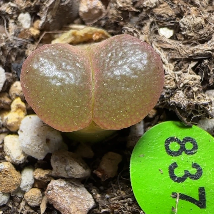 漂亮多肉植物837