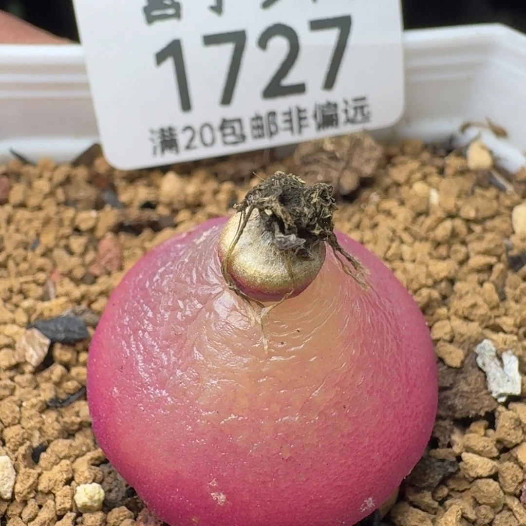 灯泡2.5➕。   带盆土。