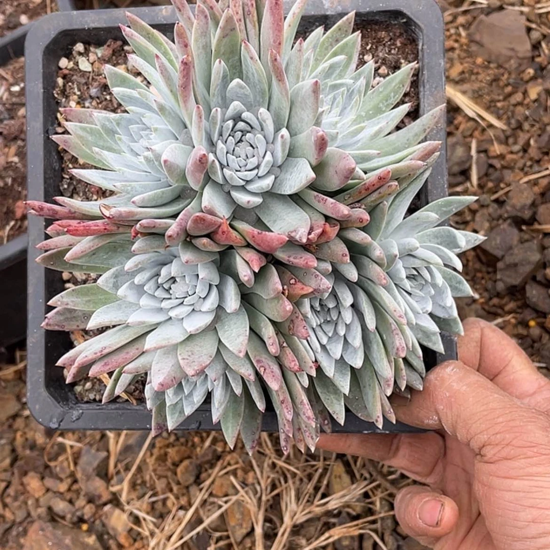 【闪购商品】白菊苹果叶