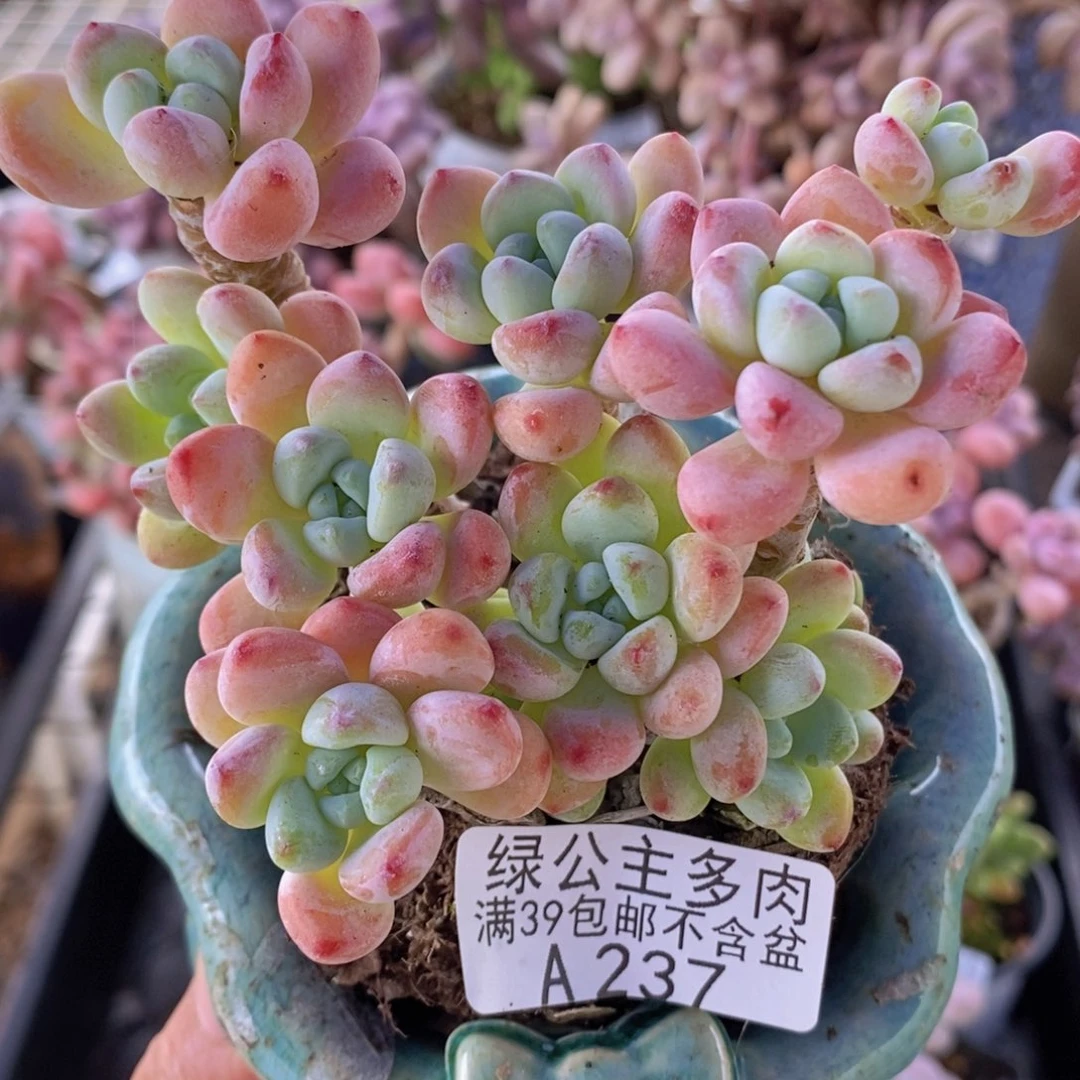 樱花罗琦老桩9cm237多肉植物