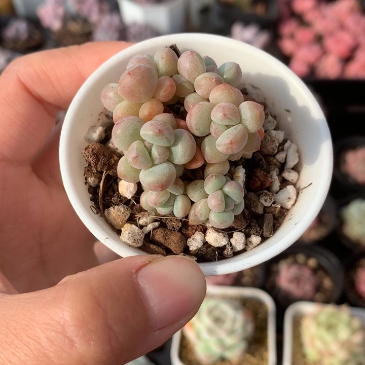 精控小泡泡糖多肉
