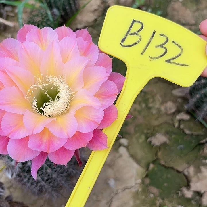 B132,马乙一颗，4cm瑕疵歪头