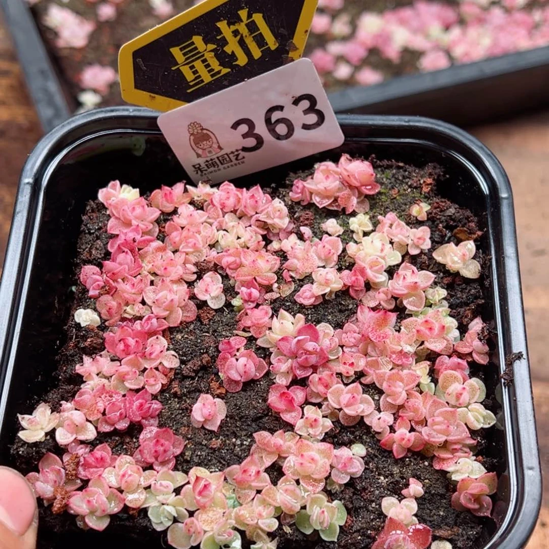 多肉植物多肉植物