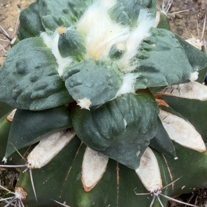 无花朵福利苗接怒涛068