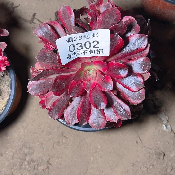 王***霞0302美杜莎多肉植物