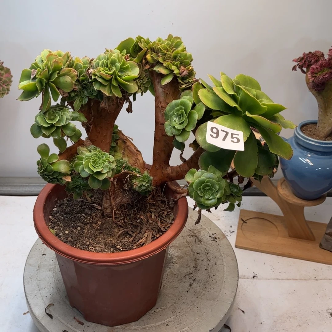 多肉植物八尺静缀975