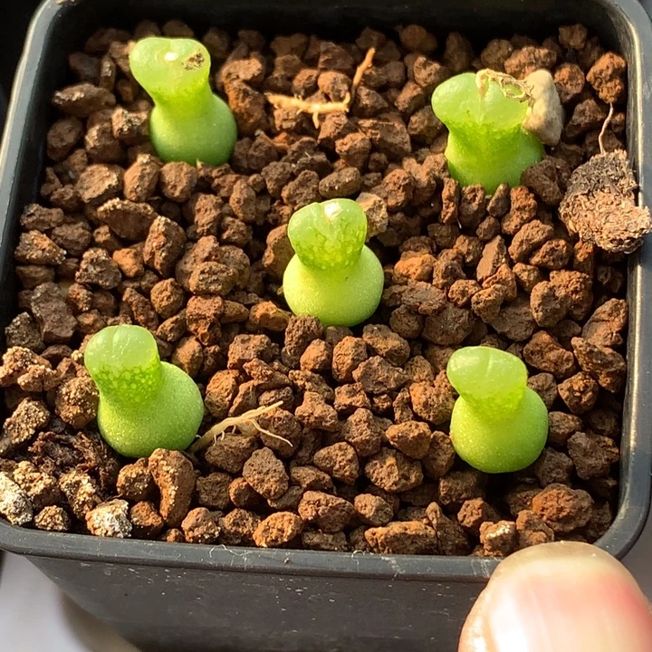 精品多肉植物精品园艺小葫芦