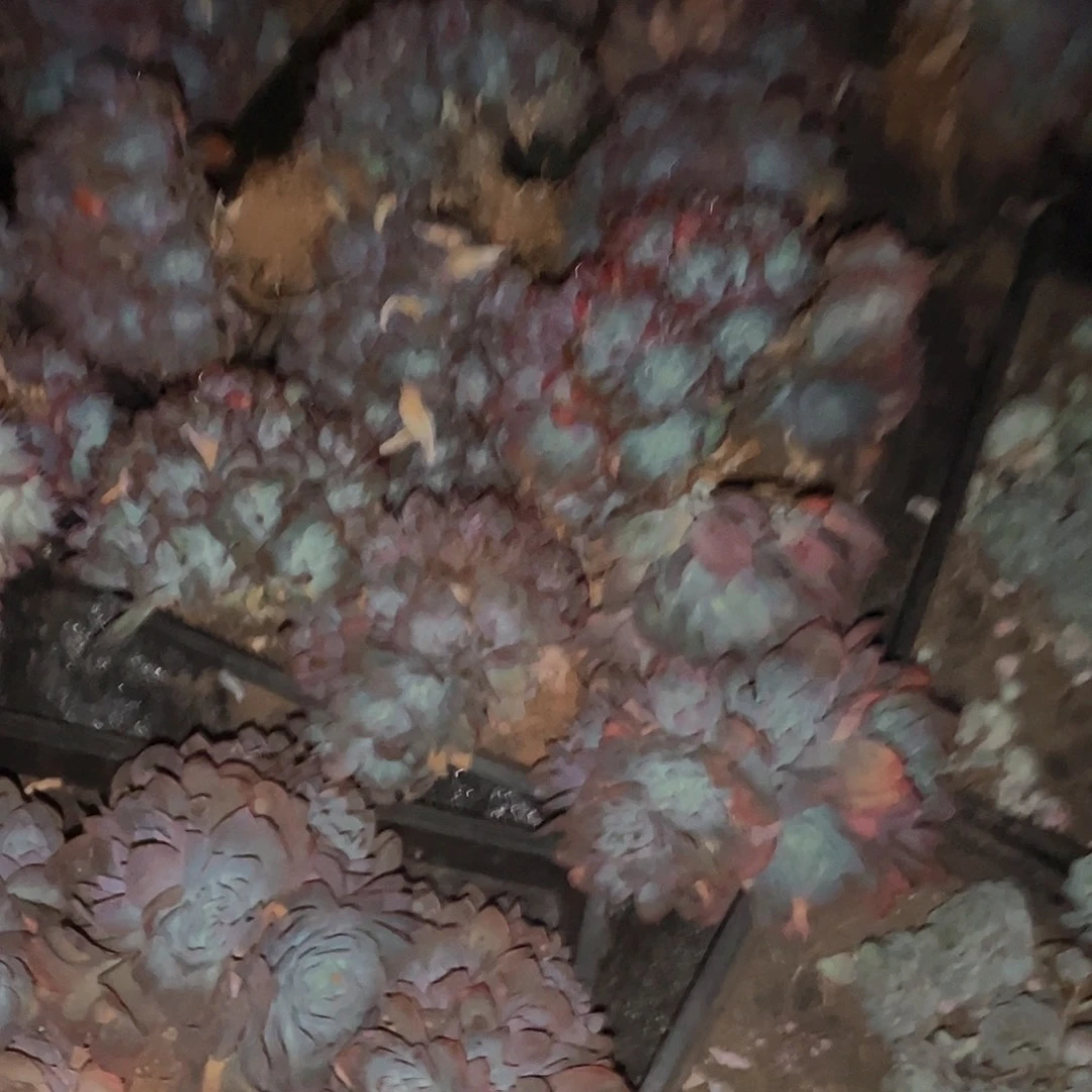 绮罗5颗40多肉葡萄