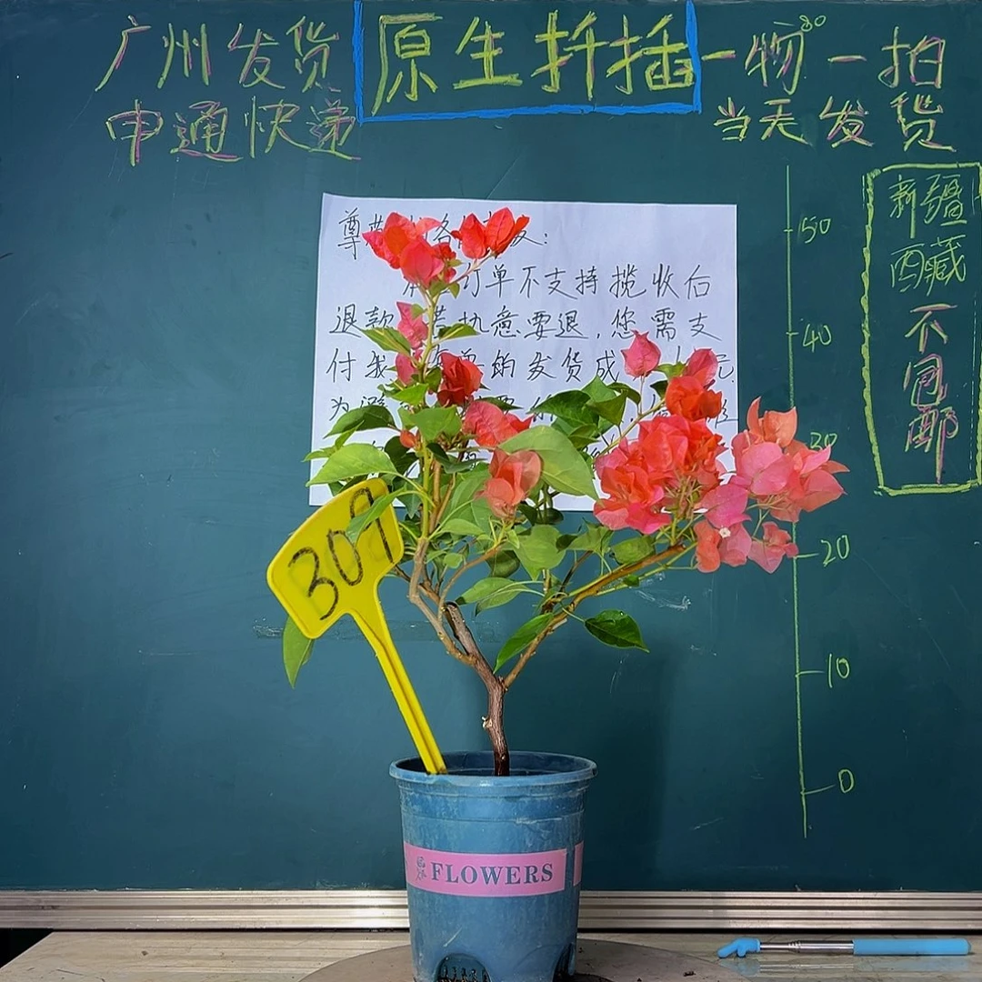 当前无花栽培后可以开花造型 暗斑夕阳红 309