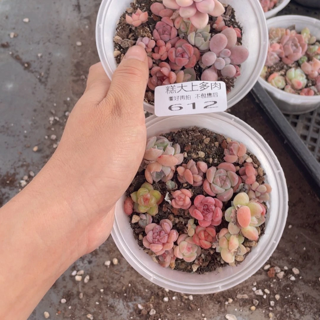 糕大上多肉植物612