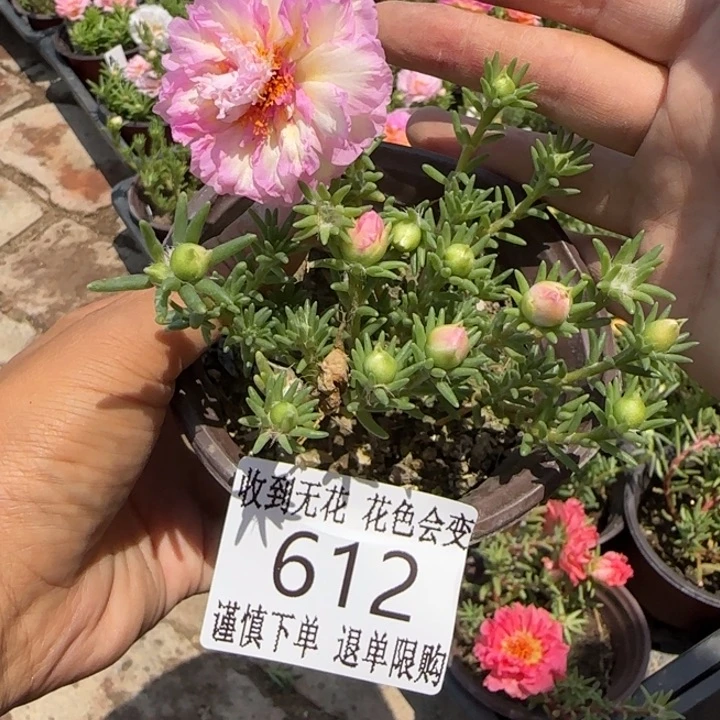 无花朵612超小苗盆口10cm