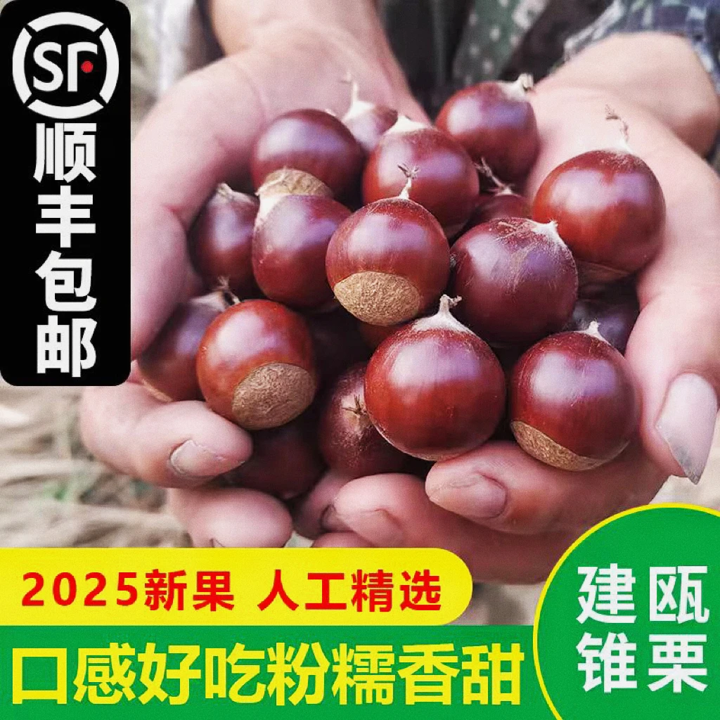 2025福建建瓯高山新鲜生锥栗正宗圆尖栗子农家现摘
