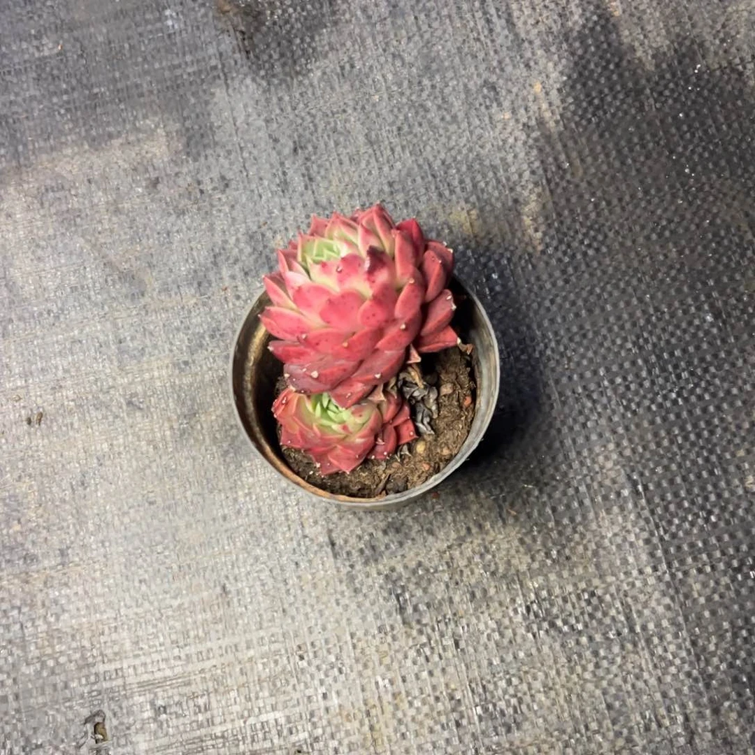 小雨多肉玫瑰小新