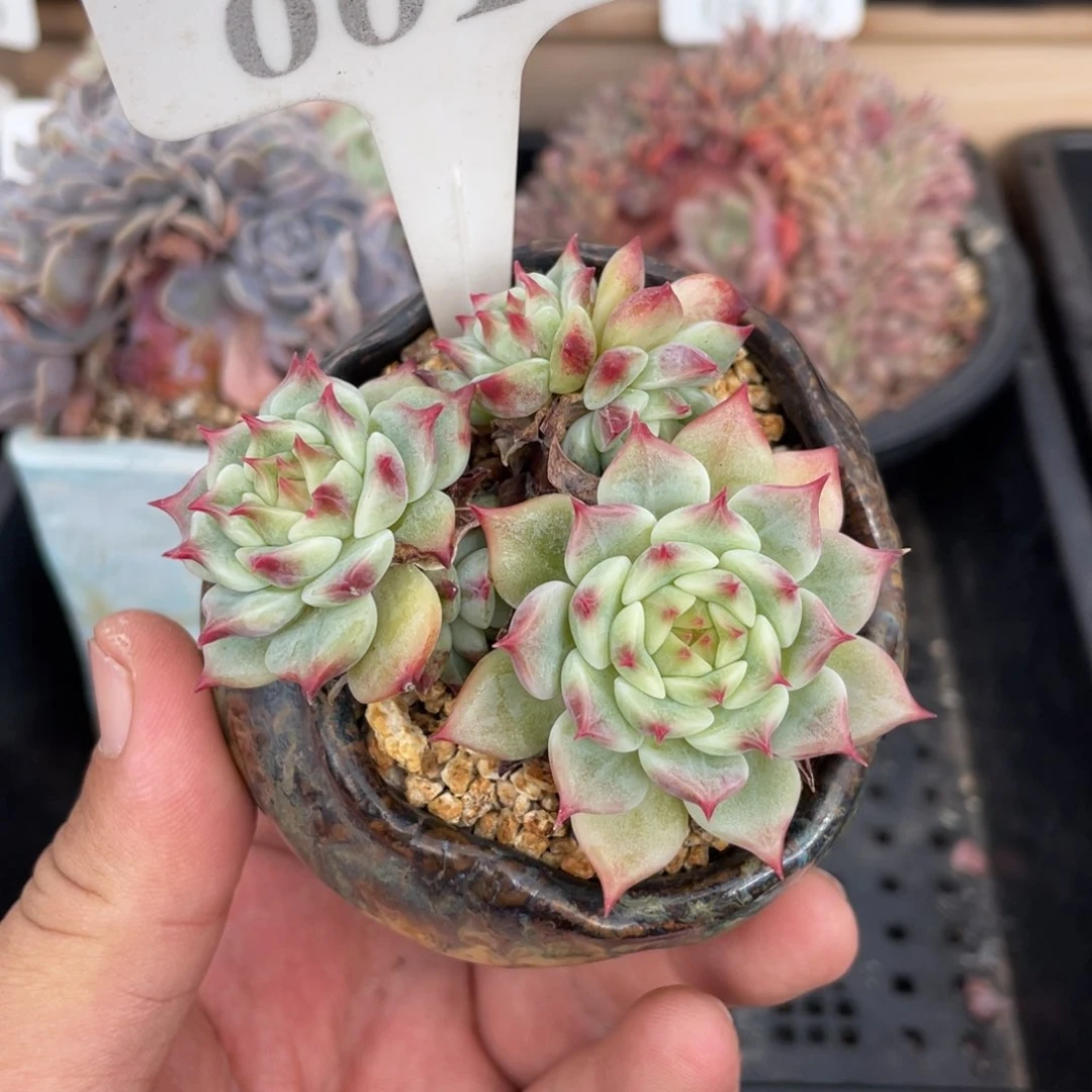 0018蓝眼不带盆7厘米