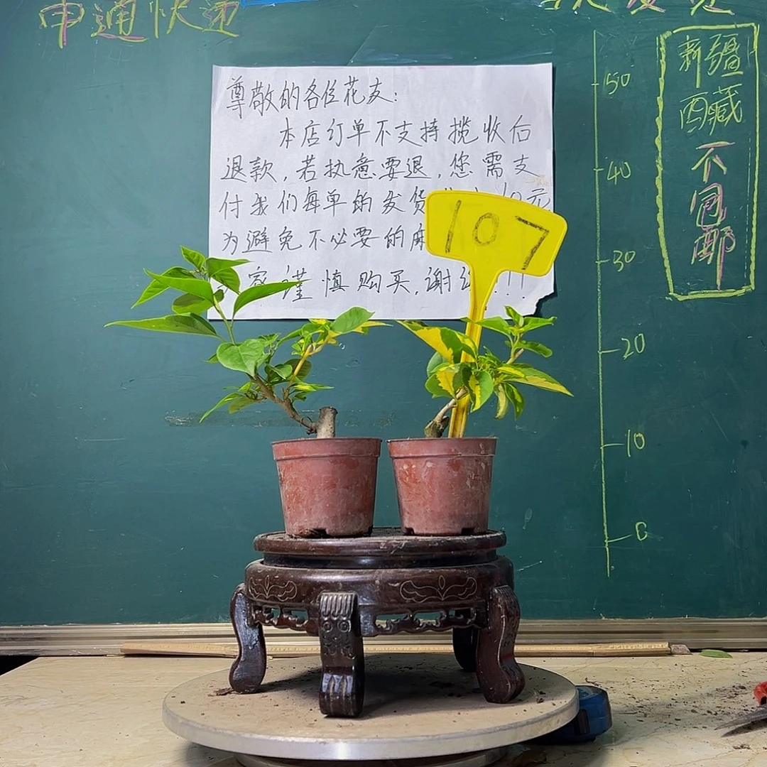 当前无花栽培后可以开花橙白橙粉掌中宝 金心盲盒掌中宝107