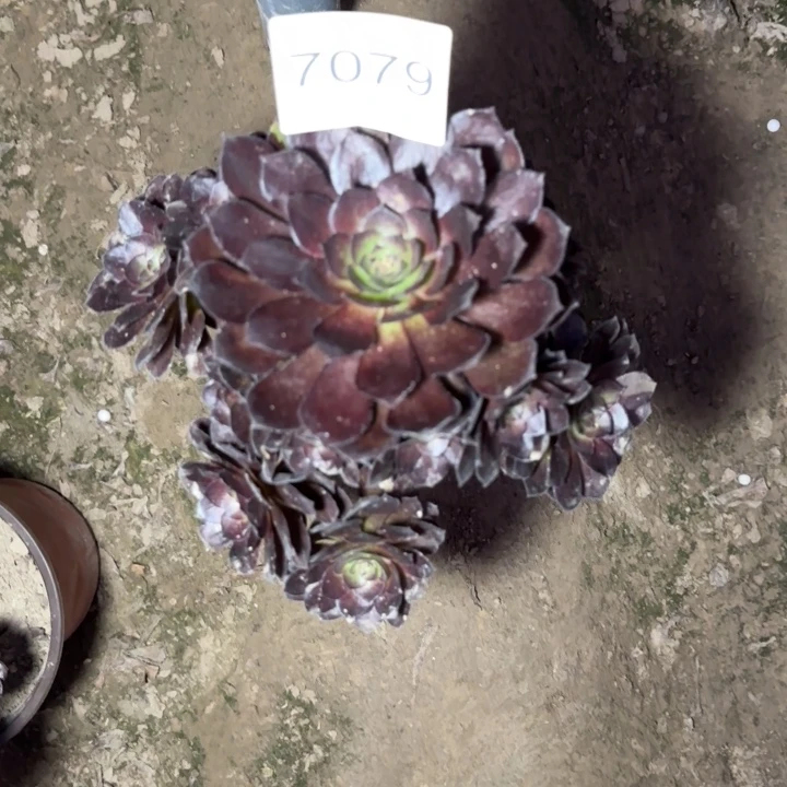 7079黑美人多肉植物