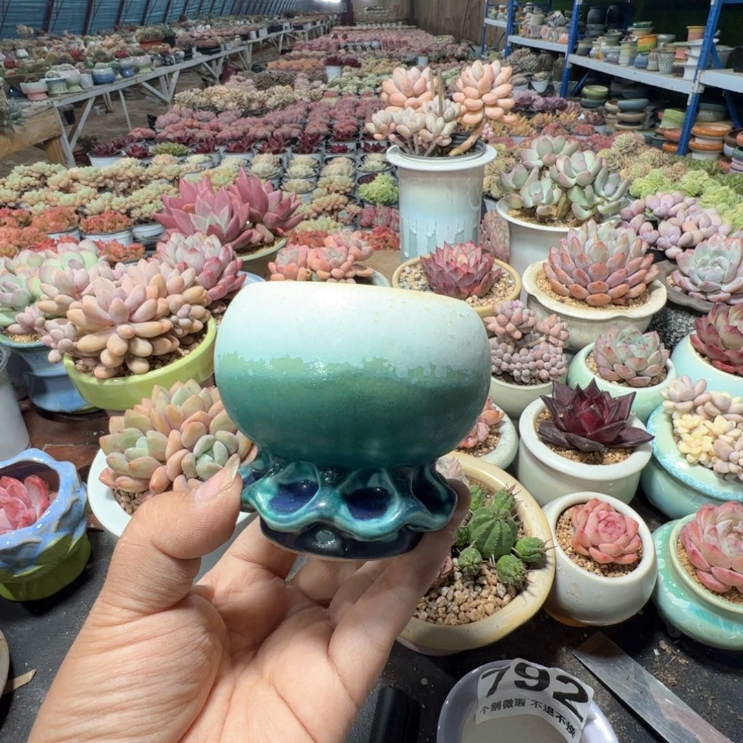 特价花盆满50发货 内口6