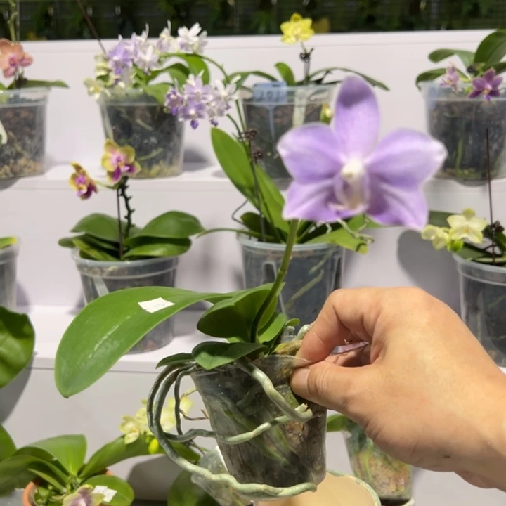 大部分花苞少量开放紫玉铃铛2.5寸花剑断不售后