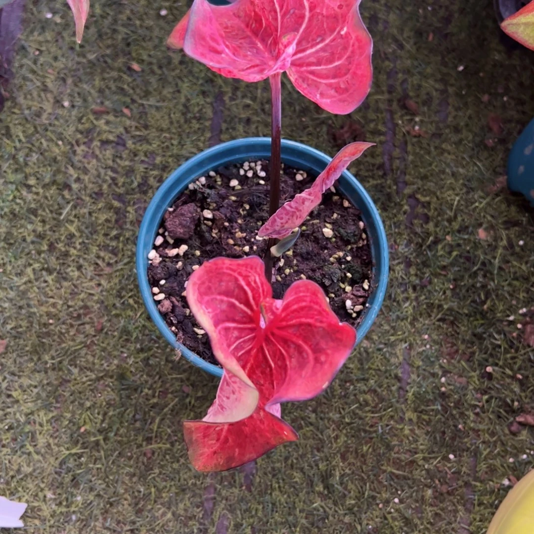 无花朵高级泰彩实生1222