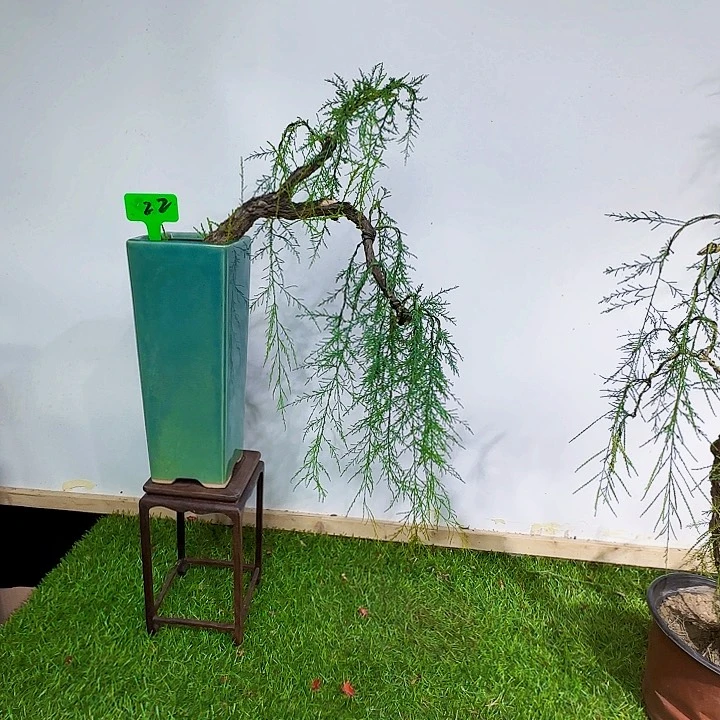 五*哥s fv j j k l l l