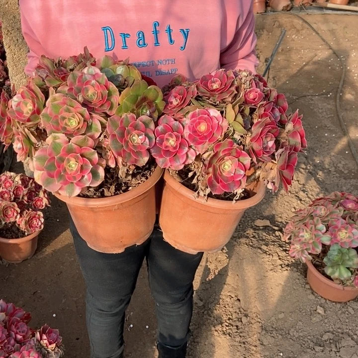 流*雨622两颗阴阳老桩朵朵