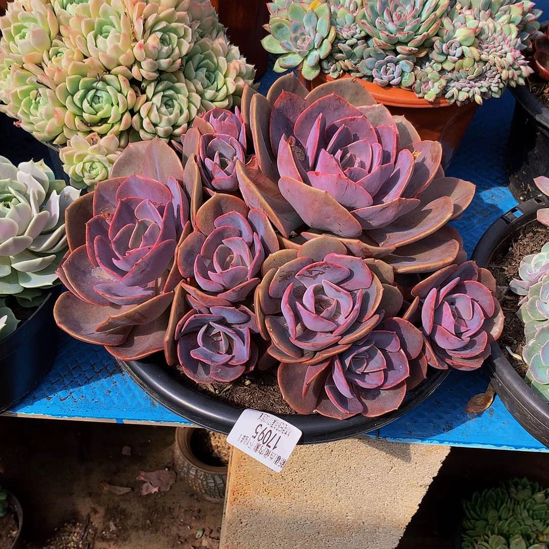 糖***果   尘埃玫瑰多肉17095