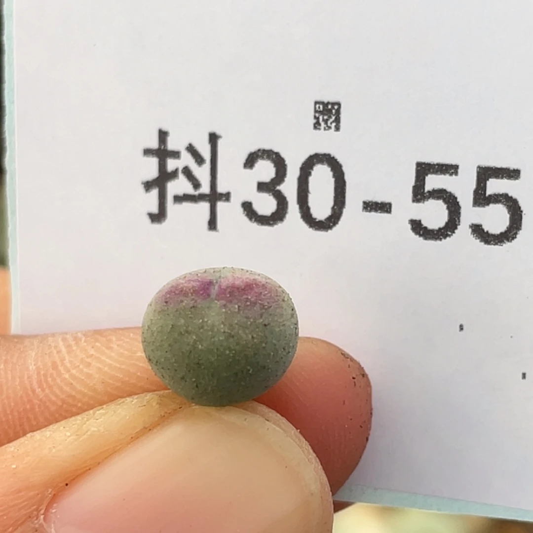 30-55毛比卡丘多肉植物