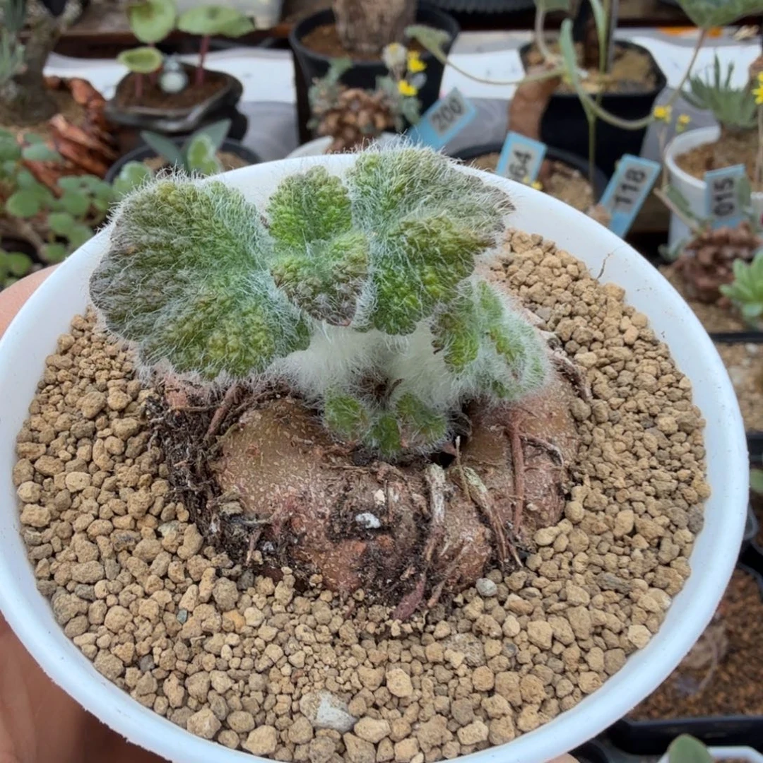 断涯皇子997 仙人球