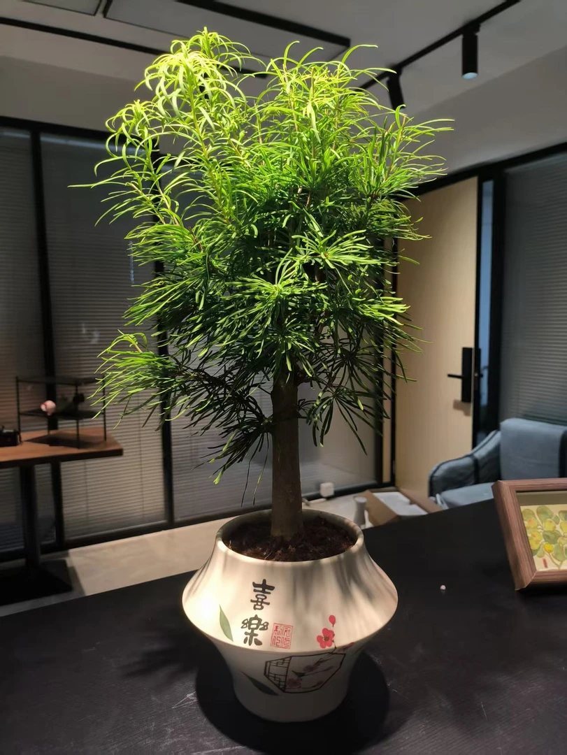 金钱松盆栽盆景带盆室内客厅花卉办公室桌面绿植好养