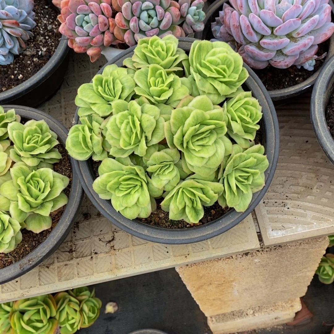 阿***菇48包邮多肉植物一物一拍