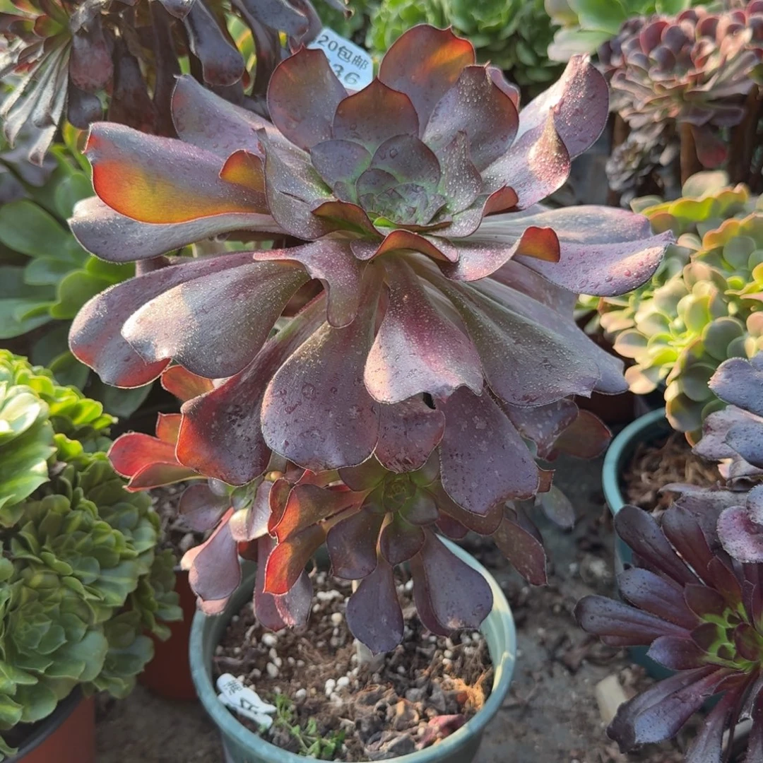 满20包邮，536红酒巫毒