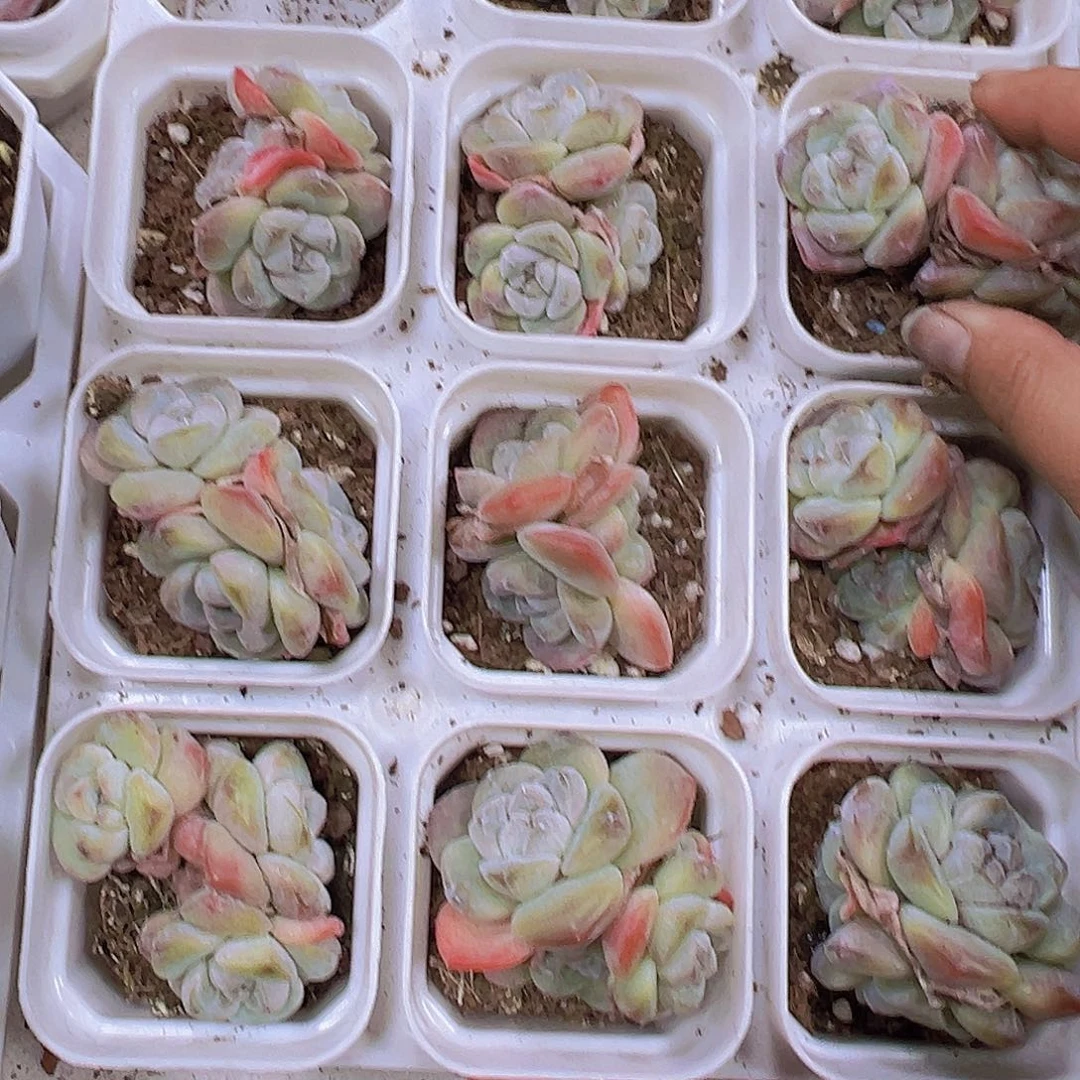 墨玉群19包邮多肉植物