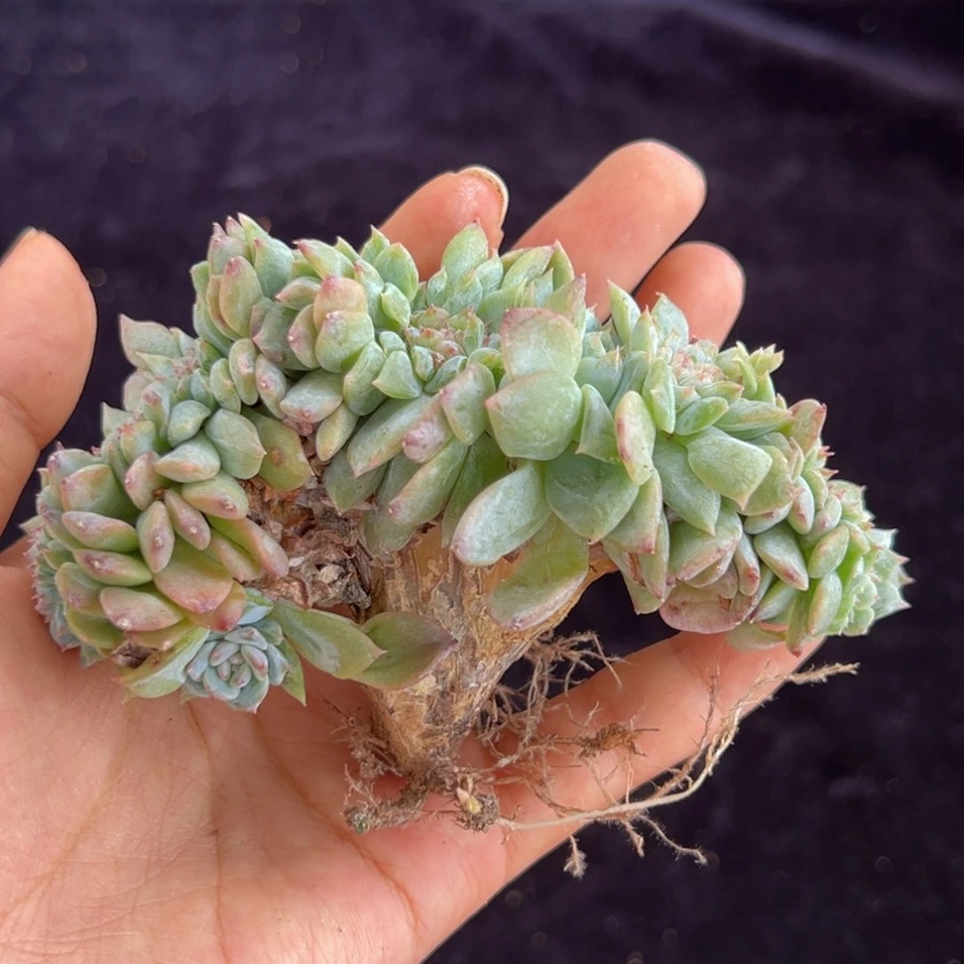 新年快乐啊小可爱们新年