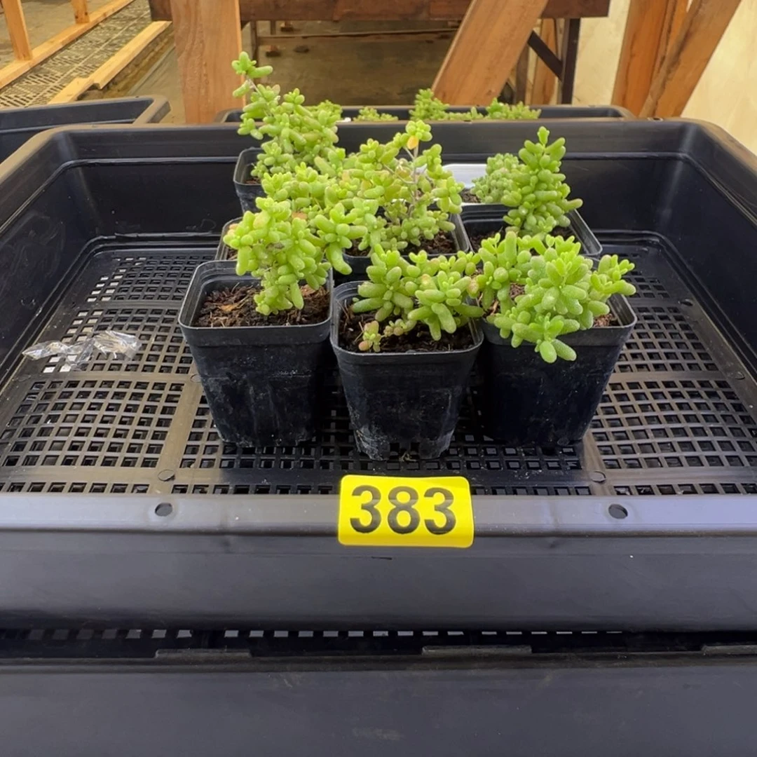 枝干番杏多肉植物383