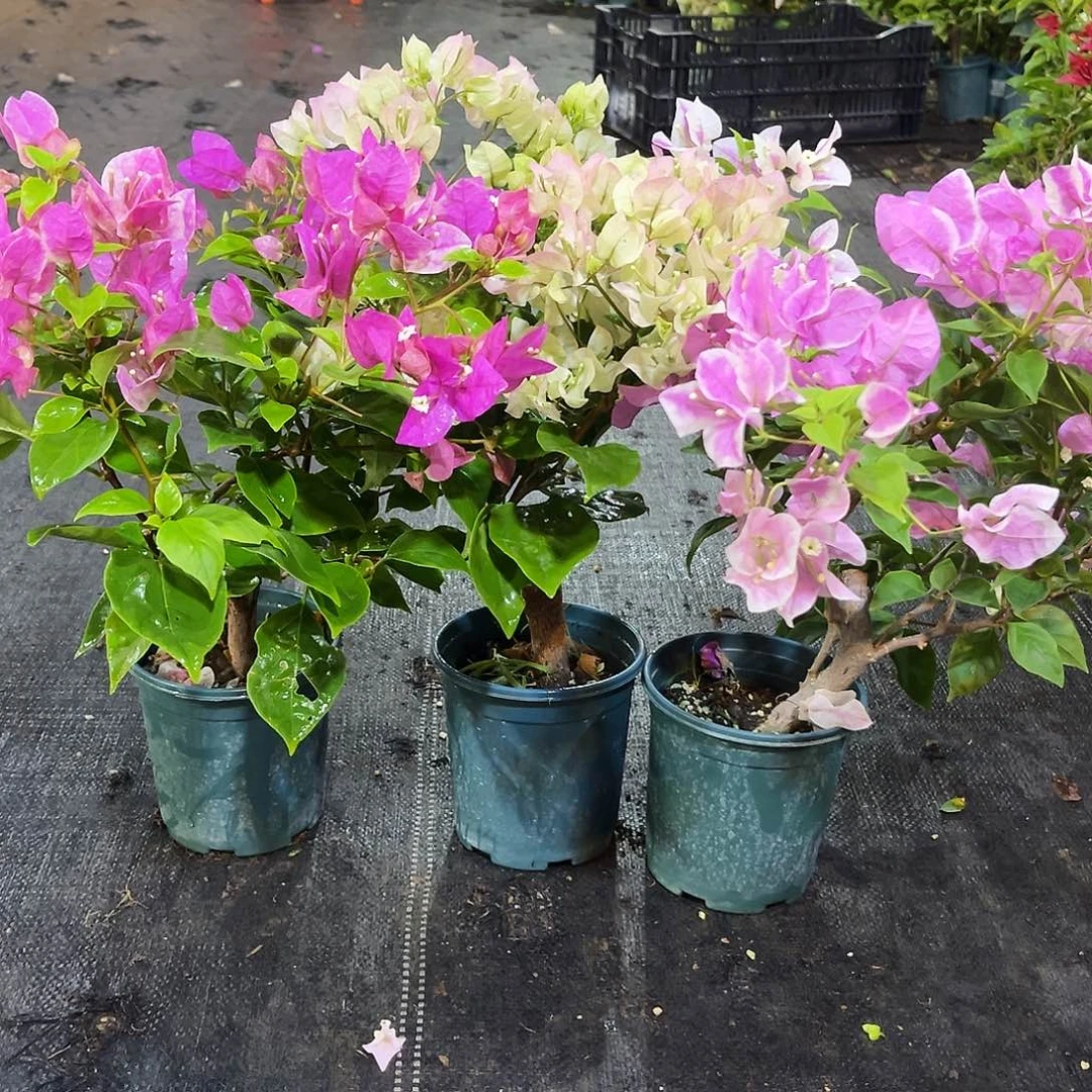 大部分花苞少量开放章红英，绿樱，广红樱组合