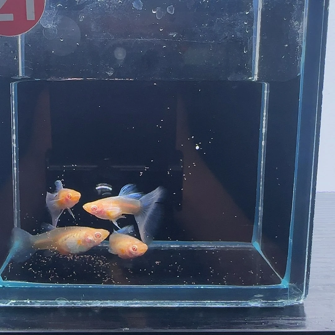 孔雀鱼紫白飞船压成2对