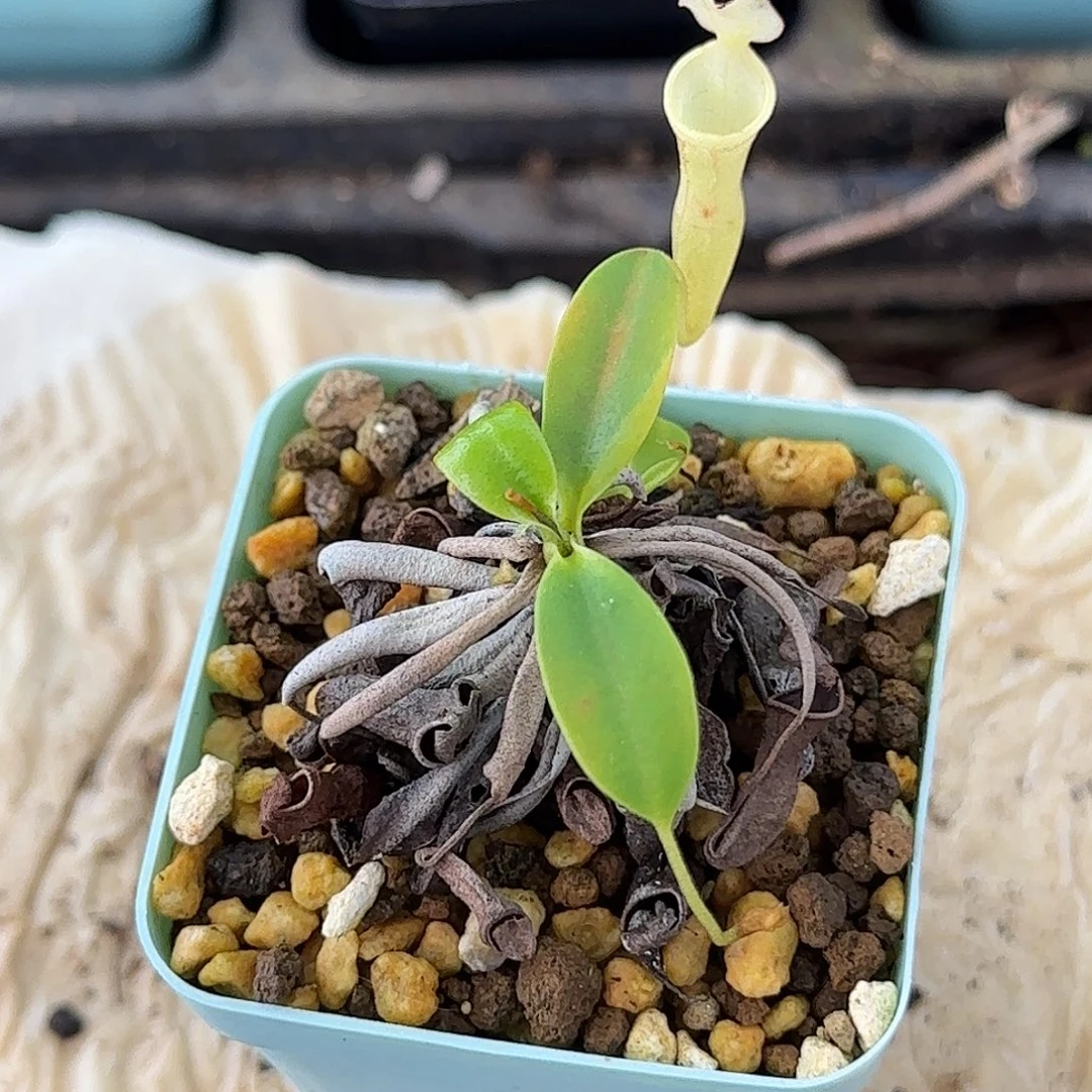 完全开放风铃猪笼草