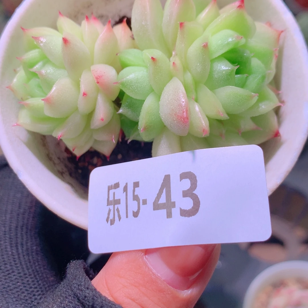 乐然15-43 麦秆不包整