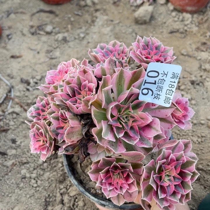 016粉女巫不圆2号棚