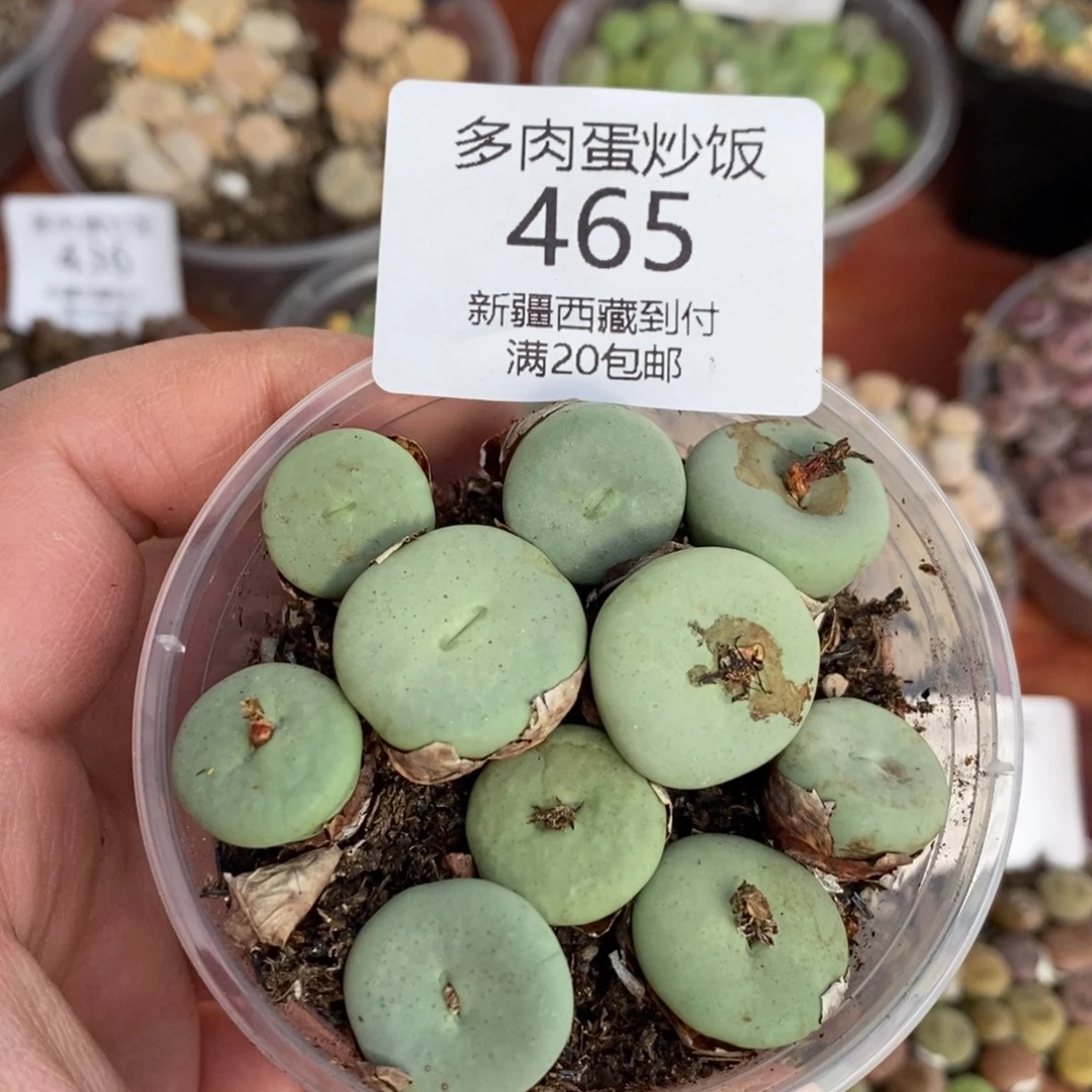 感谢您的支持，00465