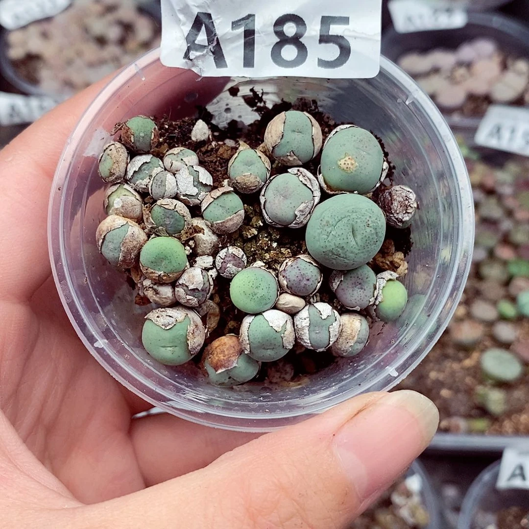 185啦啦啦啦啦啦啦