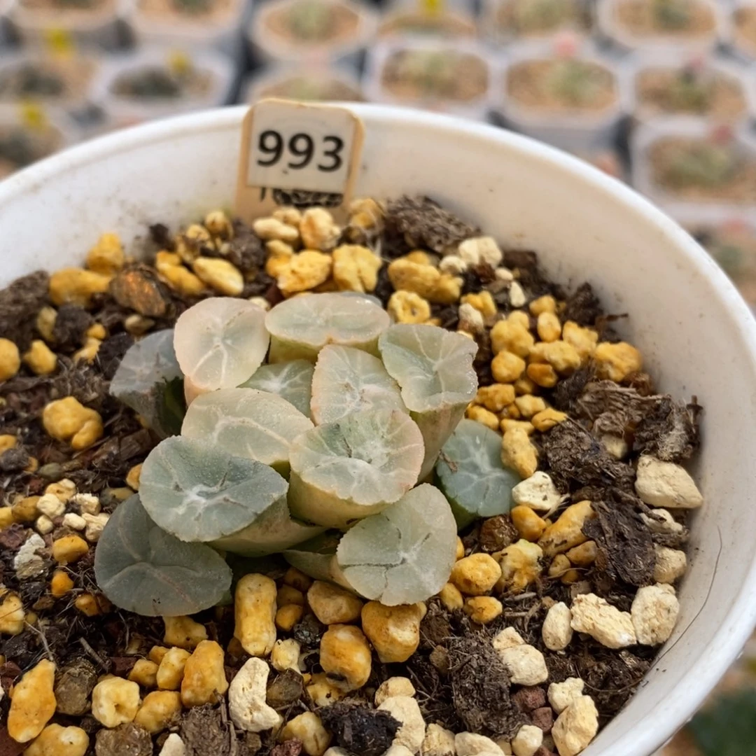 鲸***.993万象锦十二卷多肉植物