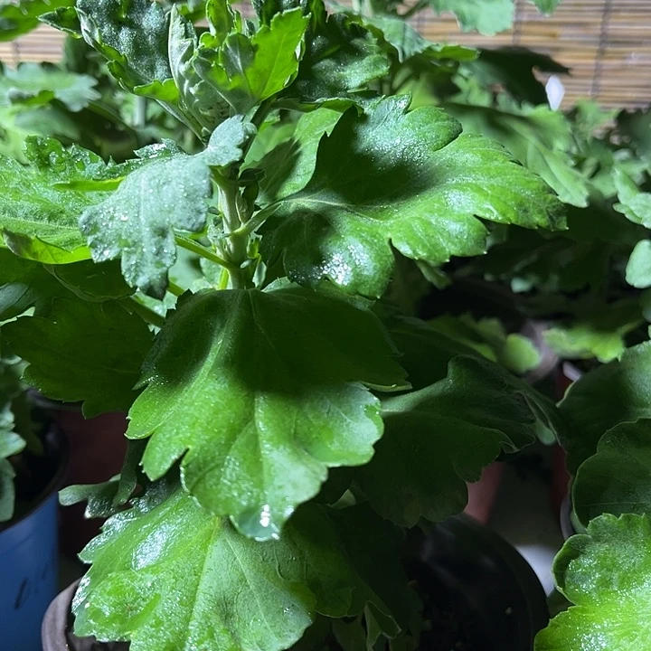 当前无花朵，栽培后可花朵初樱