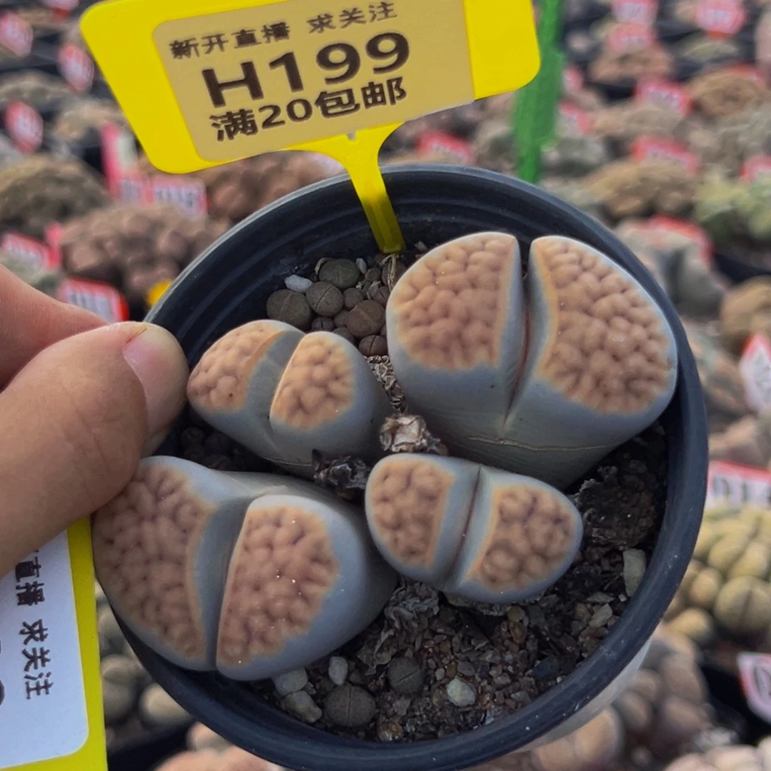 199 生石花大群生大群生