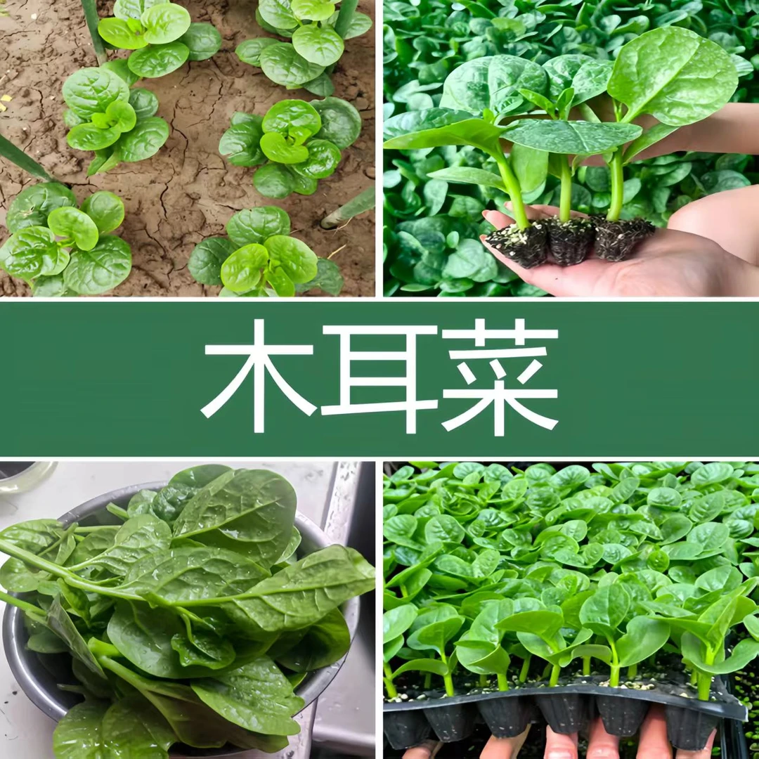 木耳菜秧苗四季大叶木耳菜肉厚耐高温耐湿阳台盆栽种苗基地直发