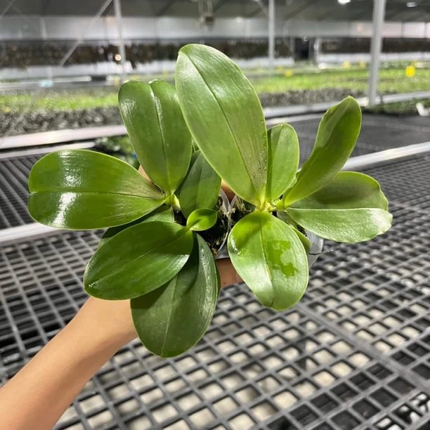 1.7寸 y系列盲盒-苗 叶瑕无根【小双苗】 原生趣味蝴蝶兰