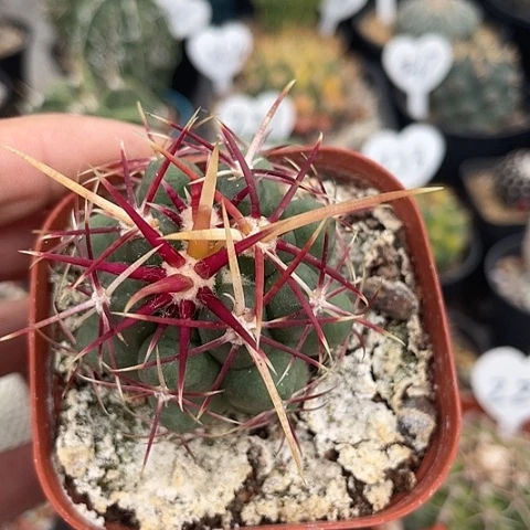 实生狂粗刺大红鹰