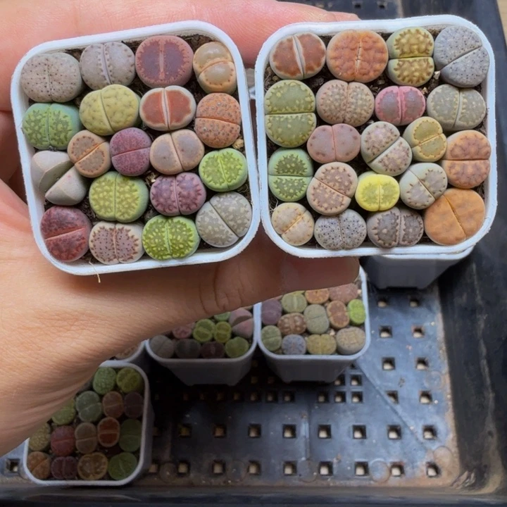 多肉植物的生长发育14