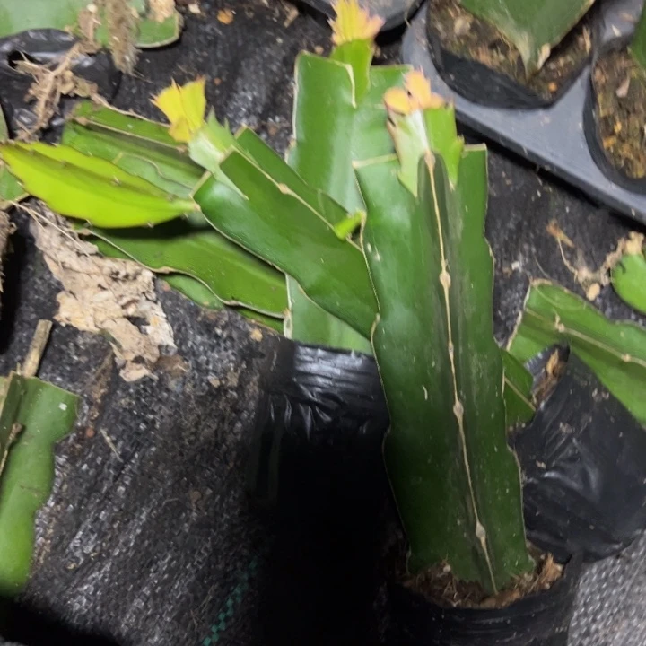 068嫁接单片小苗一颗15.8