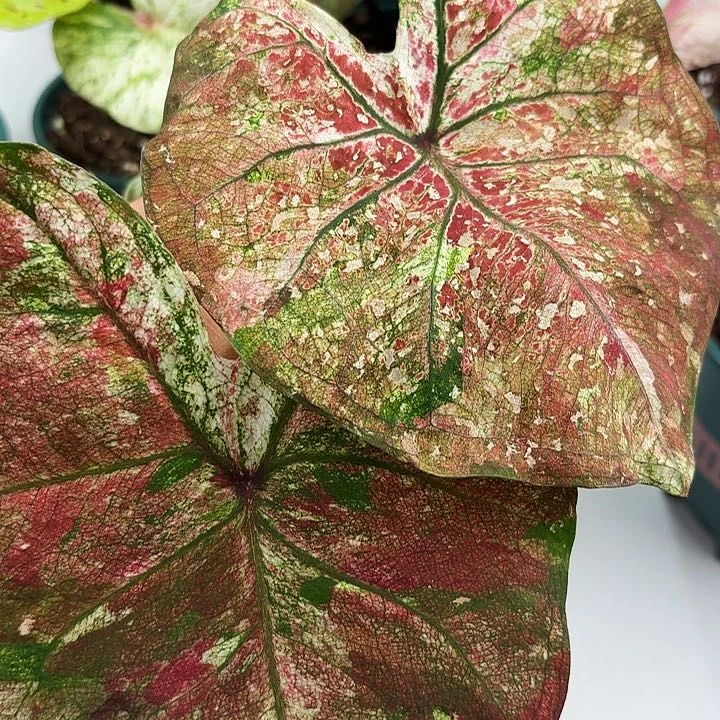 不开花植物泰彩实生